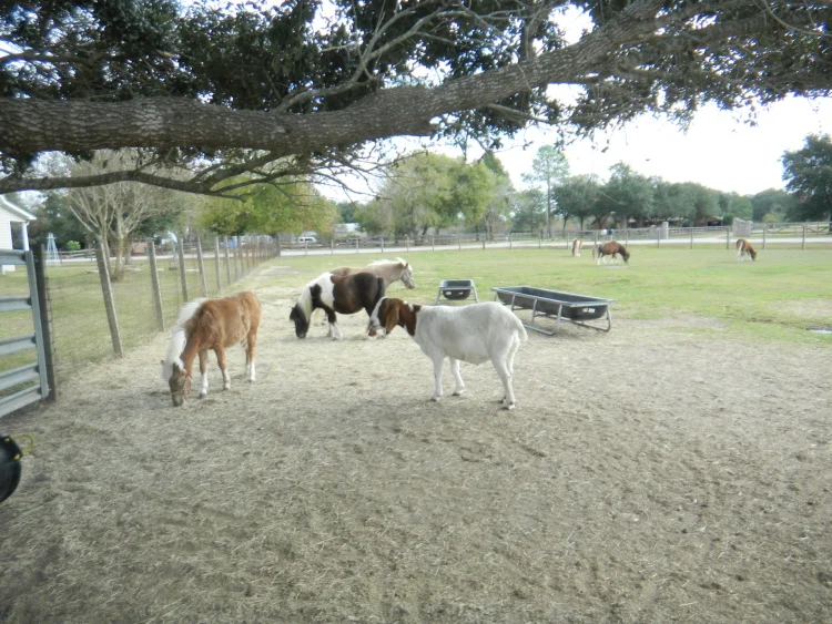 Farm animals relaxing in a paddock at the stables